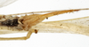 CollectionObject 1529690; 0ed2cdb2-fefe-491d-9145-58e63dfeda68: female subgenital plate (holotype). (CollectionObject).