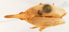 Habitus, dorsal view: (Observation).