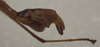 Micadina difficilis Günther, 1940: copyright ZFMK, Bonn. male: end of abdomen, lateral view (syntype). (Otu).