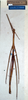 CollectionObject 1561620; NMW 355, 84c24e1f-02d9-4302-9b79-e6b54add229d: copyright NMW, Vienna. female (holotype). (CollectionObject).