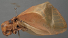 CollectionObject 1505751; f8ac06c3-2906-4697-8dd3-0c708f59f2ae: male, lateral view (holotype). (CollectionObject).