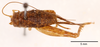 CollectionObject 1477770; 68a4550e-ec7f-4988-8bf3-064a7fd89dab: female, dorsal view (holotype). (CollectionObject).