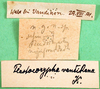 CollectionObject 1500325; 34d3cb2f-8a28-4c24-ab18-13839bc99373: labels (syntype). (CollectionObject).