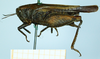 CollectionObject 1597059; e2072c4d-6508-4e63-9e8a-793887486d47: female (no type), lateral view. (CollectionObject).