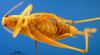 CollectionObject 1500526; 24761f4c-3a59-4dbd-b9a3-c970a3e644f6: male, ventral view (syntype). (CollectionObject).