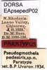 CollectionObject 1581405; 9988e7eb-206f-4ee3-abc9-f9ebe4312c16: labels (paratype). (CollectionObject).