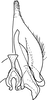 Subgenital plate, ventral view on Drabescus ogumae Matsumura, 1912: Subgenital plate, dorsal view. (Observation).