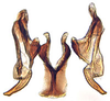 Connective on Aplanus Oman, 1949: Aplanus albidus, connective, stylus, and aedeagus, ventrally. (Observation).