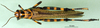 CollectionObject 1502300; 43592820-cf65-491a-87d4-f8a426432a00: female, dorsal view (syntype). (CollectionObject).