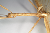 CollectionObject 1558206; NHMUK(SF IMPORT DUPLICATE) 845025, a03bdf24-74f6-4ffb-a933-46b0adfd7c0b: copyright Natural History Museum, London. male: head and thorax, lateral view of synonym Acrophylla salmacis (holotype). (CollectionObject).