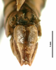 CollectionObject 1581844; dfb5258b-b321-451e-8717-c3e5f845235b: male, genitalia (holotype). (CollectionObject).