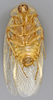 CollectionObject 1569223; 875f21fe-3ab0-4a85-8056-000cbb5dfc42: Photo by Heidi Hopkins. Holotype, adult male, ventral habitus. (CollectionObject).