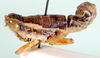Raphithericles cuneatus Descamps, 1977: male, lateral view. (Otu).
