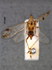 Habitus, dorsal view on Avephora pasteuriana Bierman, 1910 now Avephora eugeniae (Stål, 1859): (Observation).
