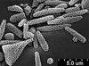 Brochosomes: CR188 | U.S.A., California, Yucca Grove, 7-VIII-1936, R. H. Beamer. Paratype. | KSEM. (Observation).