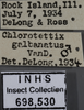 Other: !! display not done !! on Chlorotettix galbanatus Van Duzee, 1892: Labels. (Observation).