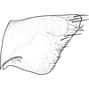Pygofer, lateral view on Brazosa campinacu Pinedo-Escatel & Dietrich, 2020: (Observation).