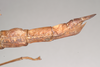 CollectionObject 1559440; NHMUK(SF IMPORT DUPLICATE) 844614, e2fa4797-12ef-4675-95f7-1e5098fb9184: copyright Natural History Museum, London. female: end of abdomen, lateral view of Phasgania everetti (holotype). (CollectionObject).