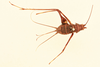 CollectionObject 1477808; 6ac54cda-4e88-4401-a780-c5b84ddb98ca, NHMUK015982519: female, dorsal view (holotype of Lucina opilioides). (CollectionObject).