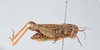 CollectionObject 2833354; a1dac4f2-280b-43b0-9a5a-fc4561c9e88a, CNCI 981367: Calliptamus abbreviatus. Lateral view. (CollectionObject).