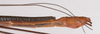 Nescicroa rufescens Hennemann, 1998: copyright F. Hennemann. male: end of abdomen, lateral view (paratype). (Otu).