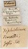 labels. Depicts CollectionObject 1576647; 5b9fab67-7eb3-4651-9ba9-d6313347d55c, a CollectionObject.