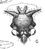 Head on Cyphonia polita Sakakibara, 1968 now Cyphonia ancoralis Berg, 1883: (Observation).