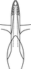 Aedeagus, ventral view: Aedeagus, ventral view. (Observation).