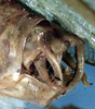 CollectionObject 1517258; d18df369-4fee-4421-b067-08ca0915dcdc: male abdomen tip, lateral view (holotype). (CollectionObject).
