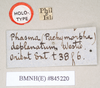 CollectionObject 1562234; NHMUK(SF IMPORT DUPLICATE) 845220, c69be5ad-c184-4b0c-8933-549e74c399c6: copyright Natural History Museum, London. female, data labels (holotype). (CollectionObject).