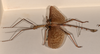 CollectionObject 1559878; 9e1625c8-164e-475e-8740-d8ded0da4710: copyright OUMNH. male of synonym Monandroptera inuncans, lateral view (paralectotype). (CollectionObject).;CollectionObject 1559879; 90a1ca65-43e1-4e5a-93a4-2fb137caf3da: copyright OUMNH. male of synonym Monandroptera inuncans, lateral view (paralectotype). (CollectionObject).