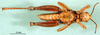 CollectionObject 1501237; 60324135-e2a9-4c19-8bd7-b82a9368037b: male, ventral view (syntype). (CollectionObject).