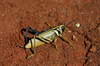 Diponthus crassus Bruner, 1910: female. (Otu).