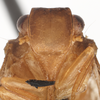 Head on Capistra roscida (Caldwell, 1951): (Observation).