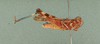 Dociostaurus (Kazakia) genei littoralis Soltani, 1978: Dociostaurus littoralis: male, lateral view (holotype). (Otu).