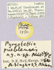 CollectionObject 1499595; 622466ed-f3f4-483c-a126-bd57b4a2025f: labels (allotype). (CollectionObject).