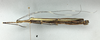 CollectionObject 1596225; 94afe236-b9d0-4d2d-a533-70d239633ac9: copyright NHMUK London. female, lateral view (paratype). (CollectionObject).