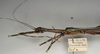 CollectionObject 1560603; b367d0f8-7f0d-4264-8fe6-e26b1bb3f937: copyright NHMW, Vienna. female: head & thorax, lateral view (syntype). (CollectionObject).;CollectionObject 1560604; c85f061d-e260-4d19-ab39-d9156e15ab63: copyright NHMW, Vienna. female: head & thorax, lateral view (syntype). (CollectionObject).