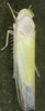 Habitus, dorsal view on Edwardsiana diversa (Edwards, 1914): Habitus (male). (Observation).