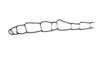 Bryophilacris muscicolor Descamps, 1976: Fig. 39. female, antenna. (Otu).