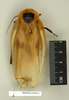 CollectionObject 1572835; 203dbf15-5cda-40a4-bfd5-4d988cc3d930: Copyright Natural History Museum, London. Non-type (adult male) in BM(NH). Dorsal view. (CollectionObject).