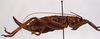 CollectionObject 1534558; c9c7c5c3-327d-4c61-b3f1-922901f78495: female, lateral view (holotype). (CollectionObject).