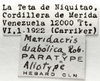 CollectionObject 1526365; 6b0f21b0-f871-4610-ad28-3e7bef6c6bb8: labels (allotype). (CollectionObject).