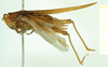 CollectionObject 1531572; 94b0910f-6db8-4a01-8d1e-3b104822eb17: female, lateral view (syntype of Criotettix saginatus). (CollectionObject).