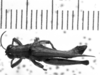CollectionObject 1543601; 3c21c181-7160-4521-9f2b-e3ebcbef1716: Image Carbonell, C.S. male, dorsal view (lectotype). (CollectionObject).