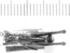 CollectionObject 1524893; bc8b5563-f10b-43d3-a365-65a0cf0572ea: male, dorsal view (holotype). (CollectionObject).