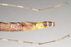 CollectionObject 1560620; NHMUK(SF IMPORT DUPLICATE) 844805, b5fc4dd4-f59c-4042-8a76-9e7ddc449c1b: copyright Natural History Museum, London. female: end of abdomen, dorsal view of Orthonecroscia pulcherrima (holotype). (CollectionObject).