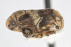 Habitus, lateral view on Clastoptera arizonana Doering, 1929: (Observation).