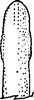 Aedeagus, ventral view: Aedeagus apex. (Observation).