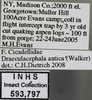 Other on Draeculacephala antica (Walker, 1851): Labels. Labels for the brown colored specimen used for the dorsal, lateral and face images. (Observation).